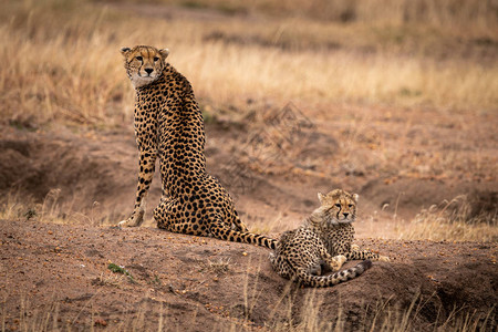 Cheetah坐在幼崽旁图片