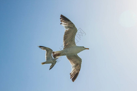 蓝天背景下飞翔的海鸥图片
