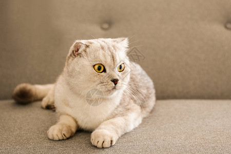 棕色双眼躺在家中的灰色织物沙发上柔软的毛纯种短发小猫背景图片