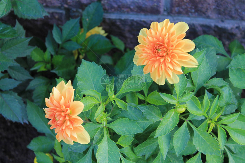 秋季城市花园中精致的橙色菊花图片
