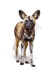 非洲画的野狗站着看白色背景孤立的相机照片来自Fl背景图片