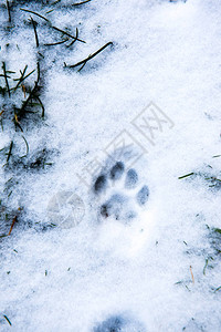 雪地里的猫脚痕迹图片