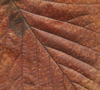 秋天五颜六色的树叶特写秋天棕色纹理老叶棕色干叶背景带有复图片