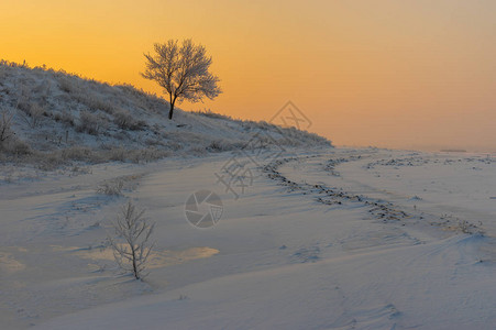 乌克兰农村地貌日落和冬季在山坡上树图片
