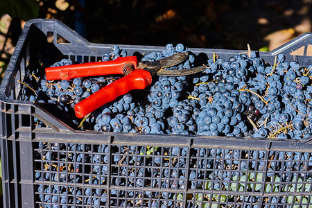 用于酿酒的蓝葡萄意大利葡萄园的树枝上的葡萄抽屉里的红图片