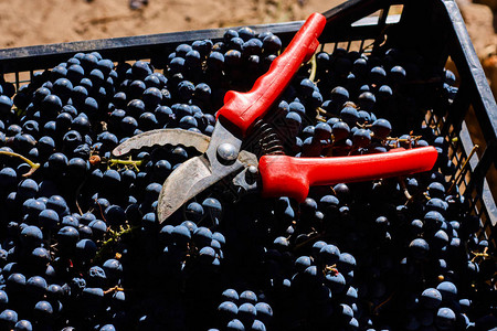 用于酿酒的蓝葡萄意大利葡萄园的树枝上的葡萄抽屉里的红图片