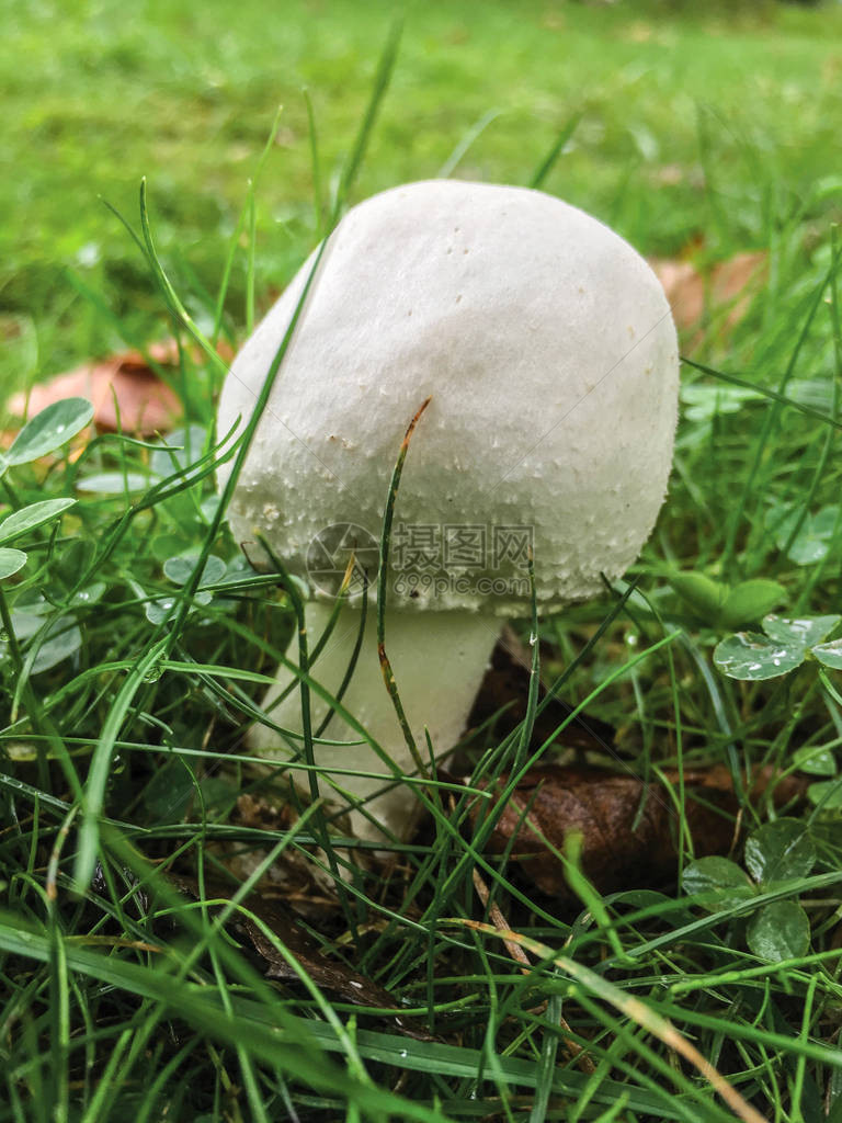 绿草中白蘑菇的特写图片