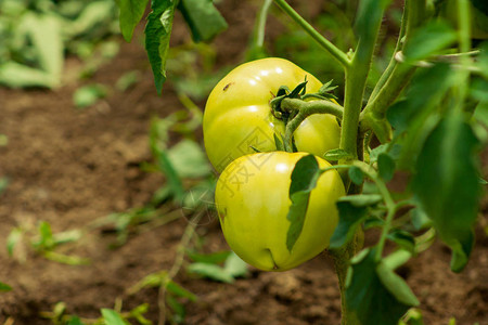 家庭花园中未成熟的西红柿图片