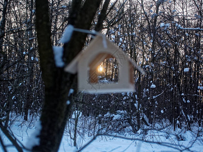 冬天的鸟食者通过阳光照耀图片
