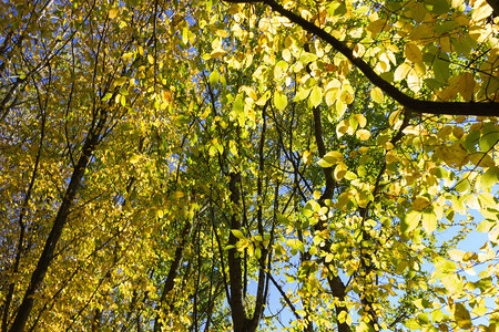 阳光照耀在秋天森林的树叶和树丛中图片