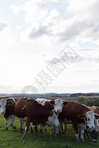 德国南部斯图加特市附近地区9月夜空的牛群图片