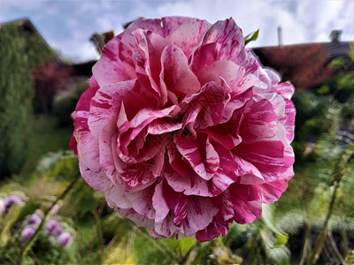 美丽的粉红白玫瑰花图片