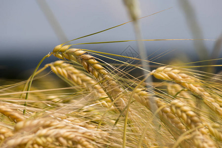 在南德部的朱恩阳光晴朗的一天你可以看到精确的小麦植物和蓝花在图片