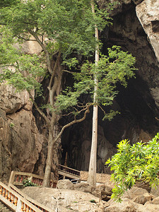 洞穴自然中的树图片