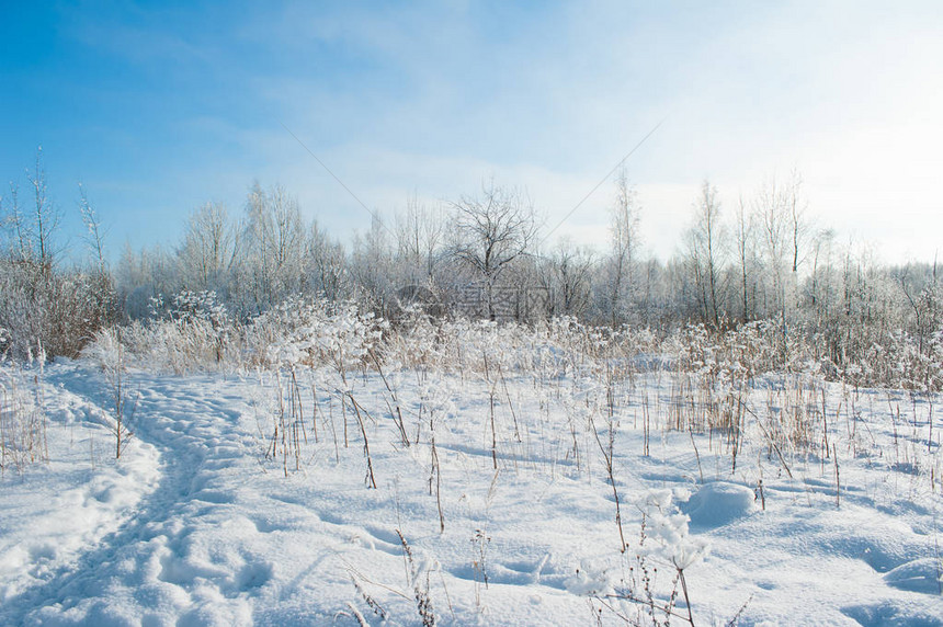 雪树田野的冬雪图片