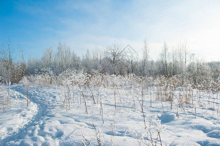 雪树田野的冬雪图片