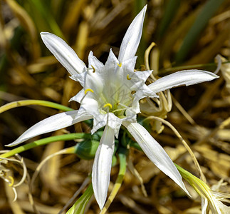 7月和8月开花的白花图片