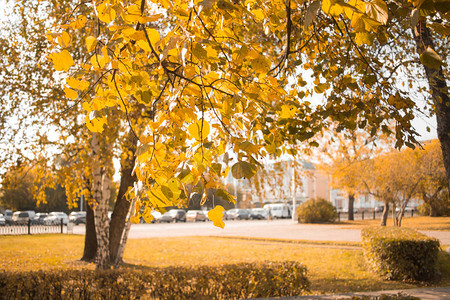 黄叶白桦树景观公园里的秋天作文背景图片