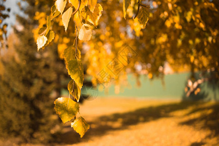 公园里的秋天作文黄叶白桦树景观图片