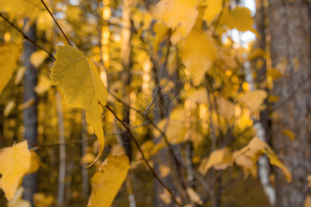 黄叶树景观森林中的秋天作文背景图片