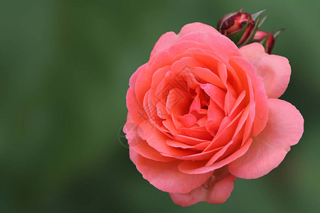 绿色孤立背景的粉色玫瑰花朵图片