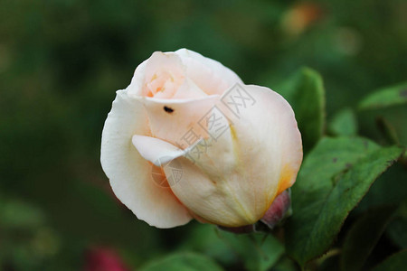 绿色孤立背景的一朵柔软白色玫瑰图片