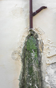 墙上的雨水会导致霉菌和油漆剥落图片