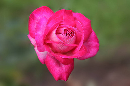 奇异的玫瑰精细的深红色在孤立图片