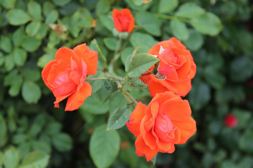 美丽的树叶中埋藏着鲜嫩红色的神奇玫瑰在孤立的图片