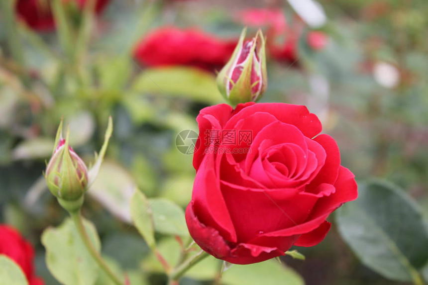 一朵美丽的玫瑰花在孤立的绿色背景上清风中欢呼图片