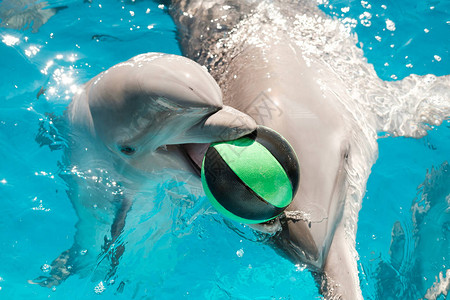 快乐微笑的宽吻海豚在蓝色的水中玩球图片
