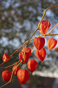 酸浆的红色果实秋天的装饰植物干地樱桃配红色水图片