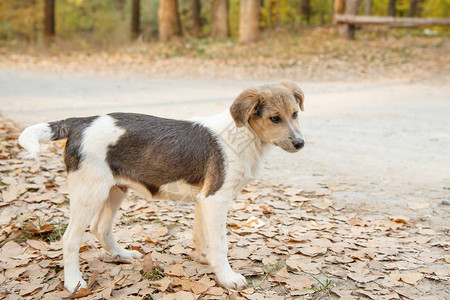 无家可归的小狗在秋天在森林的路上等图片