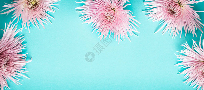 蓝色背景上的粉红色真正美丽的菊花文字空图片