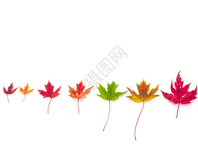 一个美丽的秋天或秋天的季节背景图片
