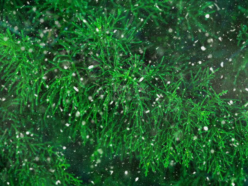 绿色fir树冬季圣诞节背景树枝纹理图片