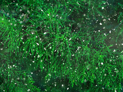 绿色fir树冬季圣诞节背景树枝纹理背景图片