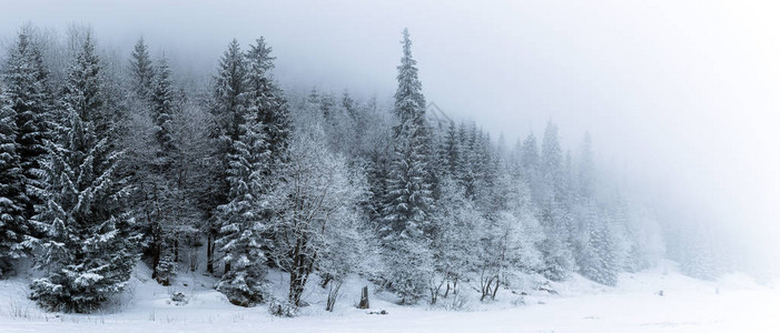 冬季白色森林全景与雪在Tatra山脉图片