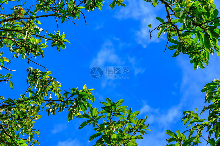 高大的树冠映衬着湛蓝的天空图片