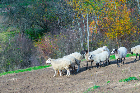 苏福克和德国梅里诺的牧羊群正在山地牧场放牧乌克兰西部秋天图片