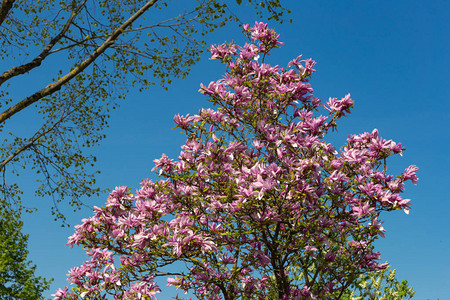 在美丽的蓝天空上花朵春光天阳光明媚的快乐节日在南图片