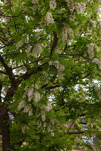石灰树枝和春天开花图片