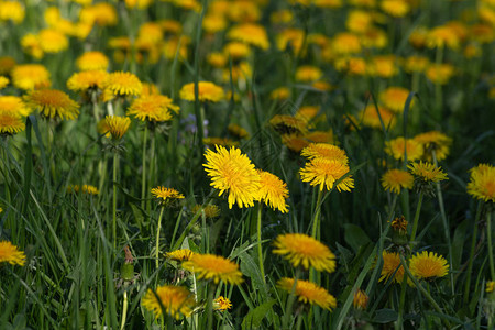 春天阳光明媚的乐观日子里的蒲公英草甸图片