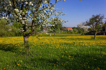 南德州春季乡村农地区蓝天的花朵和苹果树图片