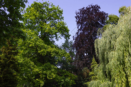 德国南部城市公园历史景观中的绿色春天树木图片