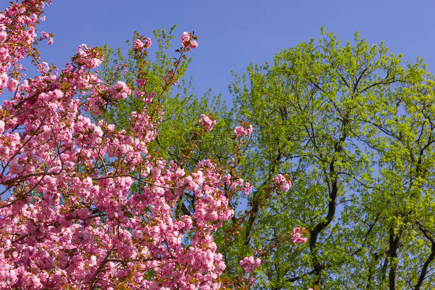 德国南部春天蓝上的公园树五颜六色的花朵幸运和幸福的节日图片