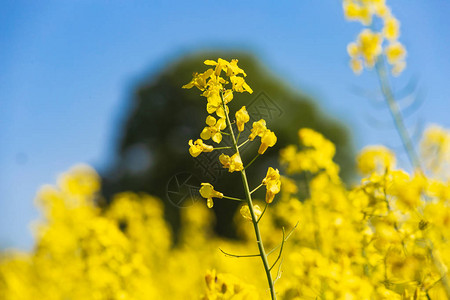 油菜花特写图片