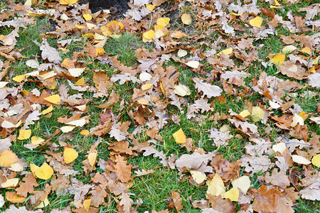 城市公园雨后的秋叶图片