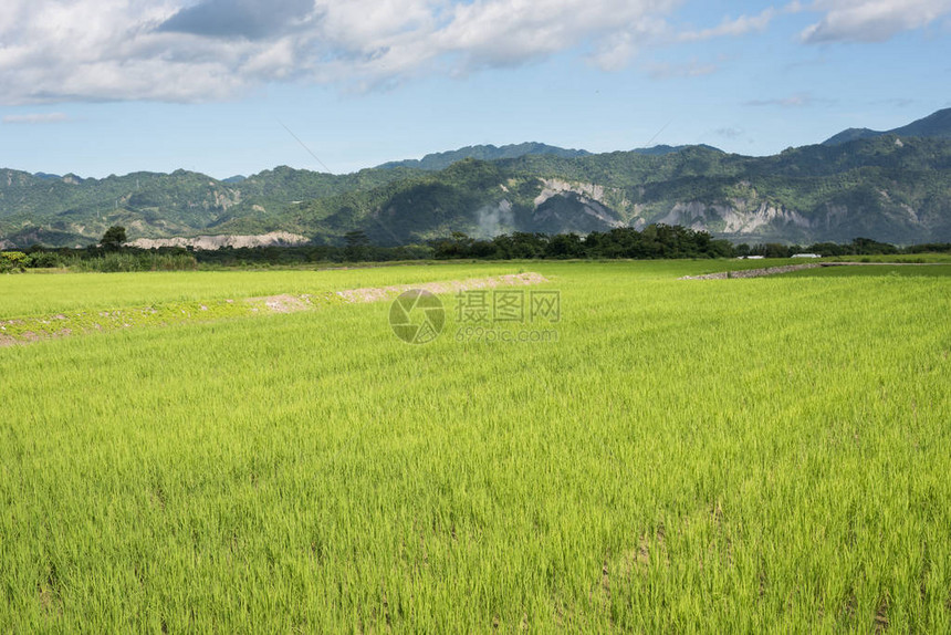 白天的绿色稻田风景图片