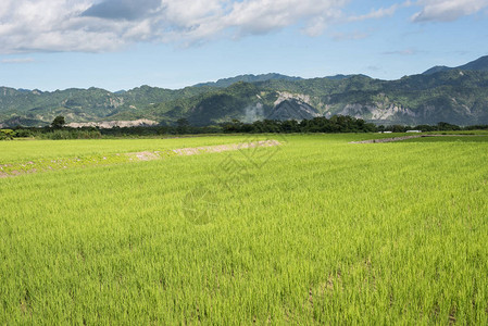 白天的绿色稻田风景图片